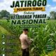Polri dukung progam Astacita, Polsek Jatirogo Polresta Tuban Turun Cek Tanaman jagung Warga di Desa Sidomulyo