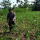 Polsek Grabagan Polresta Tuban Turun Langsung Cek Tanaman Jagung Warga