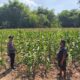 DALAM RANGKA MENDUKUNG PROGRAM KETAHANAN PANGAN, ANGGOTA POLSEK PARENGAN SAMBANGI PETANI JAGUNG DI DESA SELOGABUS KEC. PARENGAN
