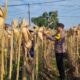 AIPTU CUCUK SUMULYONO DAMPINGI KADES NGAMPELREJO PANEN JAGUNG, WUJUD NYATA SINERGI POLRI DAN MASYARAKAT BANCAR