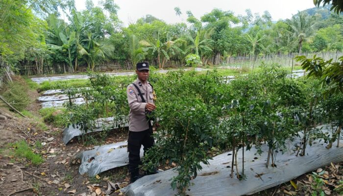 Dukung Petani Kembangkan Hortikultura, Bhabinkamtibmas Desa Jurumapin Sambangi Kebun Cabai di Agro Tamase