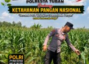 Polsek Bangilan Dukung Ketahanan Pangan Nasional Melalui Monitoring Tanaman Jagung