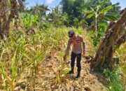 ANGGOTA POLSEK GRABAGAN SAMBANG DESA BINAAN, PANTAU LAHAN JAGUNG DAN MEMASTIKAN SISTEM IRIGASI MASIH LANCAR