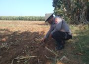 Polri Dukung Astacita, Polsek jenu Polres Tuban Turun Cek Tanaman Jagung Warga di Desa Kaliuntu