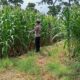 POLSEK TAMBAKBOYO POLRESTA TUBAN GELAR MONITORING KETAHAN PANGAN DI LAHAN JAGUNG