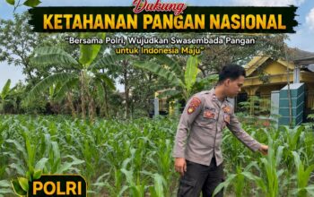 Polsek Bangilan Dukung Ketahanan Pangan Nasional Melalui Monitoring Tanaman Jagung