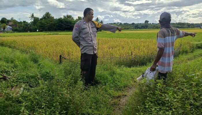 Dukung Ketahanan Pangan Nasional, Bhabinkamtibmas Desa Ngeru Sambangi Petani Padi di Dusun Kalijaga