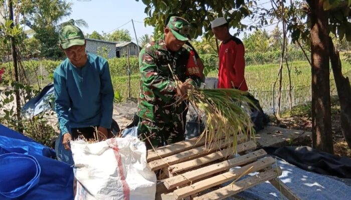 Setiap Bulir Padi, Ada Harapan Petani Midang