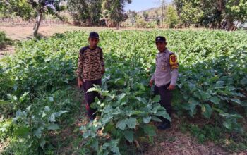 Bhabinkamtibmas Desa Tekasire Dorong Warga Manfaatkan Lahan untuk Ketahanan Pangan dan Cegah Karhutla