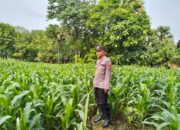 Polsek Plumpang Polresta Tuban Turun Langsung Cek Tanaman Jagung Warga