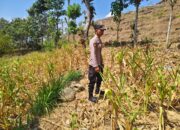 Polsek Grabagan Polresta Tuban Turun Langsung Cek Tanaman Jagung Warga