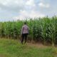 Polsek Tambakboyo Pantau Lahan Jagung Warga, Wujudkan Ketahanan Pangan dari Desa Mander