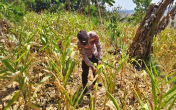 ANGGOTA POLSEK GRABAGAN SAMBANG DESA BINAAN, PANTAU LAHAN JAGUNG DAN MEMASTIKAN SISTEM IRIGASI MASIH LANCAR