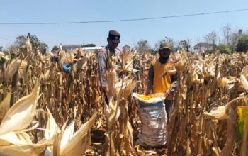 Mendukung Program Ketahanan Pangan, Bhabinkamtibmas Pendampingan Petani Panen Jagung