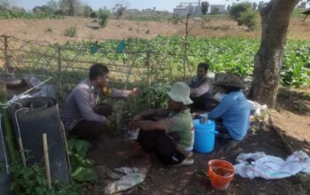 BHABINKAMTIBMAS NUSA JAYA SAMBANG PETANI TEMBAKAU, DORONG PENINGKATAN KUALITAS HASIL PANEN