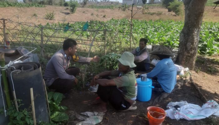 BHABINKAMTIBMAS NUSA JAYA SAMBANG PETANI TEMBAKAU, DORONG PENINGKATAN KUALITAS HASIL PANEN