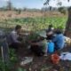 BHABINKAMTIBMAS NUSA JAYA SAMBANG PETANI TEMBAKAU, DORONG PENINGKATAN KUALITAS HASIL PANEN