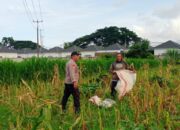Dukung Ketahanan Pangan Nasional, Polsek Labuapi Dampingi Petani Lokal di Desa Karang Bongkot