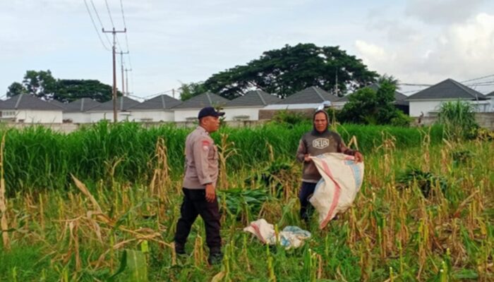Dukung Ketahanan Pangan Nasional, Polsek Labuapi Dampingi Petani Lokal di Desa Karang Bongkot