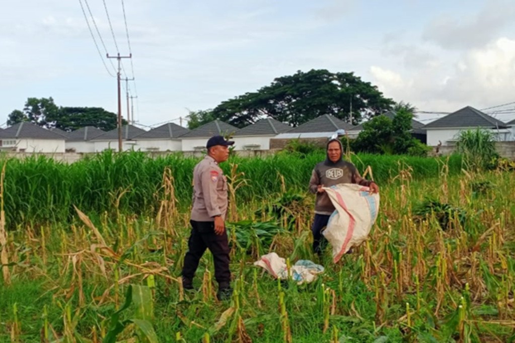 Kawal Program Pemerintah, Bhabinkamtibmas Polsek Labuapi Turun ke Sawah Dampingi Petani