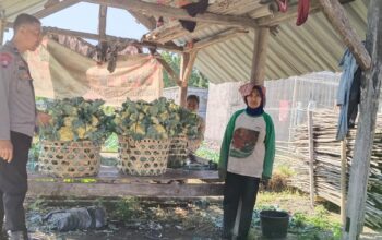  Bhabinkamtibmas Pohgading Timur Cek Panen Brokoli, Dukung Ketahanan Pangan dan Sampaikan Himbauan Kamtibmas