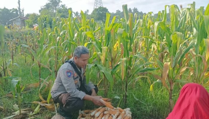 Langkah Konkret Polsek Batulayar Ajak Warga Sandik Ciptakan Pekarangan Produktif