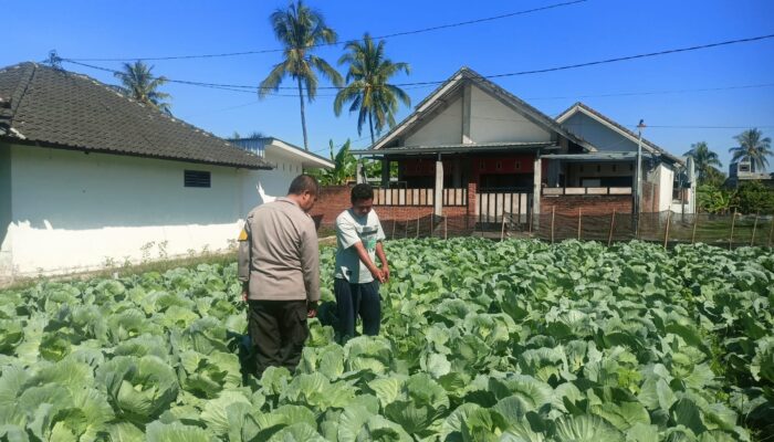 Bhabinkamtibmas Desa Masbagik Utara Sambangi Petani, Dukung Ketahanan Pangan dan Swasembada Pangan