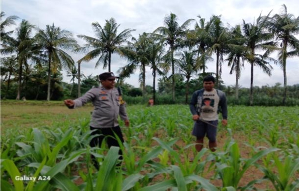 Upaya Polsek Gerung Wujudkan Mandiri Pangan Lewat Diversifikasi Pertanian Warga