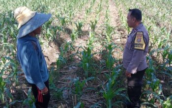 Sinergi Polri dan Petani di Lombok Barat: Langkah Polsek Labuapi Perkuat Ekonomi Desa