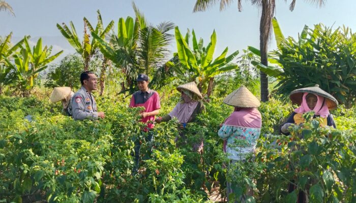 Bhabinkamtibmas Desa Pringgabaya AIPDA Marten Zakarias Leuwol Sambangi Petani, Perkuat Silaturahmi dan Sampaikan Himbauan Kamtibmas