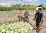 Sinergi Babinsa dan Petani Semangka Tumbuhkan Harapan Desa Lebih Sejahtera