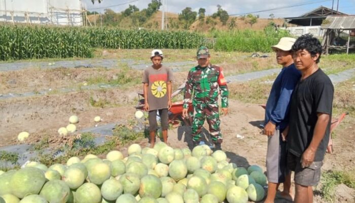 Sinergi Babinsa dan Petani Semangka Tumbuhkan Harapan Desa Lebih Sejahtera