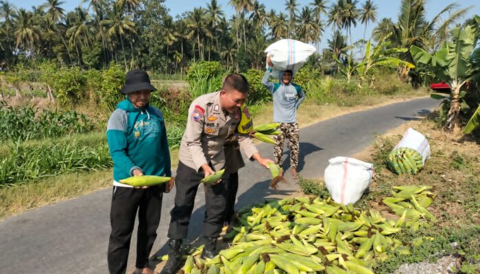 Bhabinkamtibmas Desa Bagik Papan Dampingi Warga Panen Jagung, Dukung Program Ketahanan Pangan