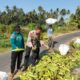 Bhabinkamtibmas Desa Bagik Papan Dampingi Warga Panen Jagung, Dukung Program Ketahanan Pangan