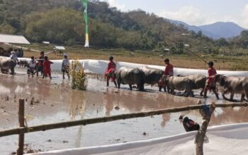 Polres Sumbawa Barat Pastikan Festival Barapan Kerbau Jereweh Berlangsung Aman dan Kondusif.