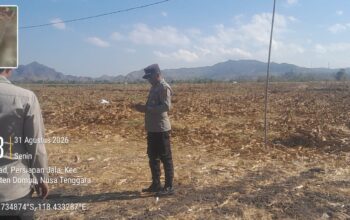CEK KESIAPAN PANEN RAYA JAGUNG, KAPOLSEK HU’U TINJAU LAHAN DI DESA SAWE