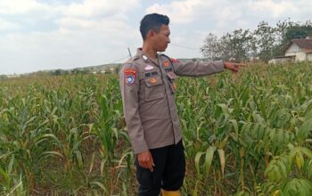 Dukung Ketahanan Pangan Nasional, Polisi Polsek Kenduruan Polresta Tuban Cek Perkembangan Tanaman Jagung Milik Petani