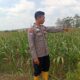 Dukung Ketahanan Pangan Nasional, Polisi Polsek Kenduruan Polresta Tuban Cek Perkembangan Tanaman Jagung Milik Petani