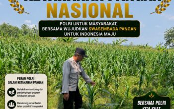 Polsek Bangilan Dukung Ketahanan Pangan Nasional Melalui Monitoring Tanaman Jagung