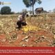 Mendukung Program Ketahanan Pangan, Bhabinkamtibmas Pendampingan Petani Panen Jagung
