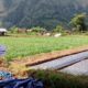 ROYAL SEMBAHULUN selaku Ketua LSM Gerakan Rakyat Anti Korupsi (GERAM) NTB Siap Dukung Kunjungan Kapolri dan beberapa Menteri RI dalam rangka Panen Raya dan Penanaman Bawang Putih di Sembalun Lombok Timur.