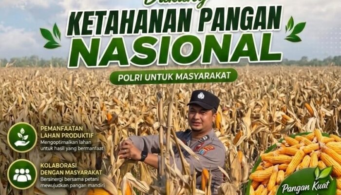 POLSEK BANCAR WUJUDKAN KETAHANAN PANGAN NASIONAL MELALUI SINERGI DENGAN PETANI JAGUNG DESA NGAMPELREJO