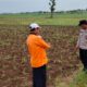Dukung Program Ketahanan Pangan, Bhabinkamtibmas Polsek Tambakboyo Tinjau Pertumbuhan Tanaman Jagung