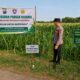 Polsek Montong Polresta Tuban Turun Cek Tanaman jagung Warga di Desa Ngulahan
