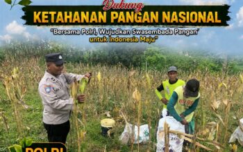 Polsek Bangilan Monitoring Panen Jagung, Dukung Ketahanan Pangan Nasional