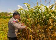 Dukung Ketahanan Pangan, Bhabinkamtibmas Polres Bima Kota Bantu Warga Panen Jagung