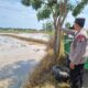 Dukung Ketahanan Pangan, Personel Polsek Bancar Monitoring Lahan Jagung Milik Warga Desa Bulujow