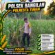 Bhabinkamtibmas Polsek Bangilan Pantau Tanaman Jagung, Dukung Ketahanan Pangan