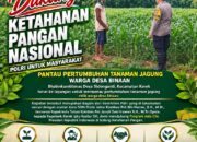 PANTAU PERTUMBUHAN JAGUNG, POLSEK KEREK POLRESTA TUBAN DUKUNG KETAHAN PANGAN NASIONAL