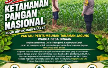 PANTAU PERTUMBUHAN JAGUNG, POLSEK KEREK POLRESTA TUBAN DUKUNG KETAHAN PANGAN NASIONAL